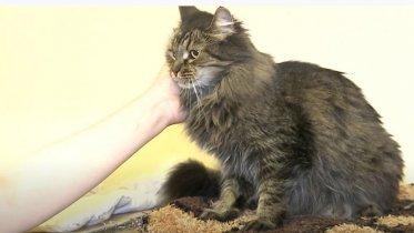 Фото: Череповчан призвали помочь бездомным животным