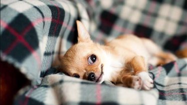 Фото: Покупая щенка, череповчанка попала на мошенников