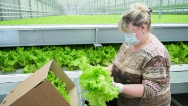 Фото: Тепличный комплекс Череповца получил знак качества