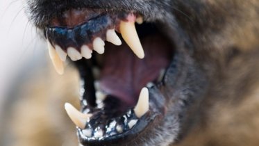 Фото: Пьяный мужчина, нецензурно высказываясь в адрес правоохранителей, натравил на них собаку