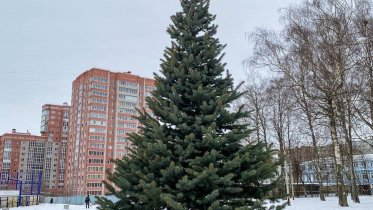 Фото: В Макаринской роще прописалась первая голубая ель