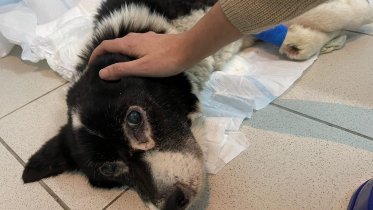 Фото: Полузадушенная собака, найденная в череповецких Новых Углах, пошла на поправку