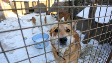 Фото: Киномультимарафон в помощь животным пройдет в Череповце
