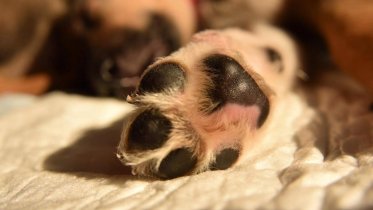 Фото: В Череповце подвели итоги акции «Лапа помощи»