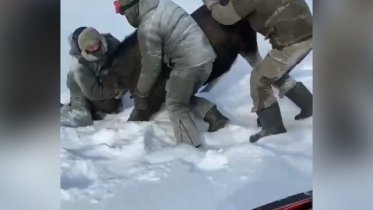 Фото: В Череповце пойдут под суд обвиняемые в убийстве лосихи