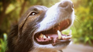 Фото: Череповчанину, укушенному собакой, достался еще и штраф