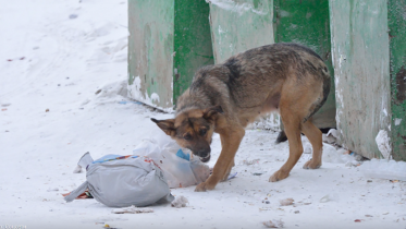 Фото: Бездомная собака атакует череповчанку в ЗШК