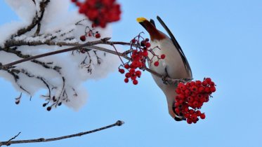 Фото: В Череповце заметили свиристелей