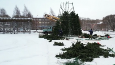 Фото: 16-метровая ель появиться на площади Молодежи