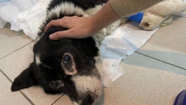 Фото: Покалеченная в череповецких Новых Углах собака нашла временный дом