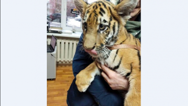 Фото: Бенгальского тигра вакцинировали в Череповце