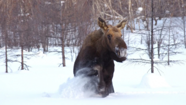 Фото: Спасение провалившегося под лед лося под Череповцом попало на видео