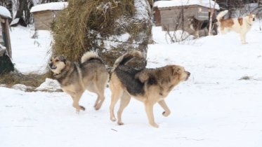 Фото: В череповецком приюте закончились места для животных