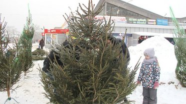Фото: Череповчанам напомнили об ответственности за незаконную рубку хвойных