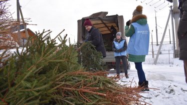 Фото: Череповчане впервые дадут елкам вторую жизнь