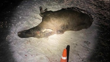 Фото: Водитель из Архангельска сбила лося в Череповецком районе