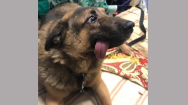 Фото: Череповецкому Беззубику сделают операцию в Вологде