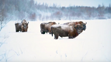 Фото: Череповецкому фотографу удалось запечатлеть стадо зубров на Вологодчине