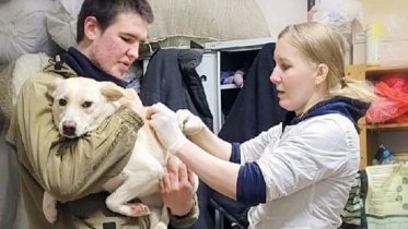 Фото: В Череповце прививают от бешенства приютских собак