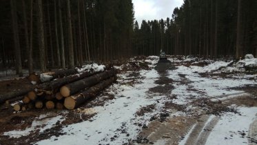 Фото: Прокуратура вмешалась в сохранность череповецкого леса