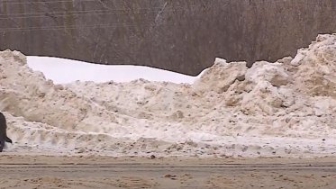 Фото: В Череповце неизвестный решил расправиться с бездомными собаками