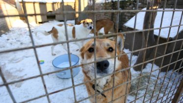 Фото: В Череповце появится каталог бездомных животных