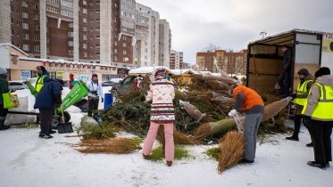 Фото: 150 ёлок отправили череповчане на переработку