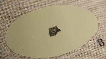 Фото: Археологи Череповца нашли в Белозерском районе монеты VIII века