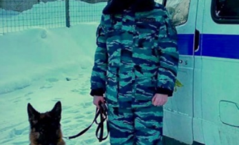 Фото: 12-летнюю череповчанку искали со служебной собакой