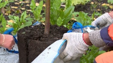 Фото: Специалистов по озеленению обучит Череповецкий лесмех