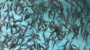 Фото: В Череповецком районе осваивают технологию выращивания мальков форели из икры