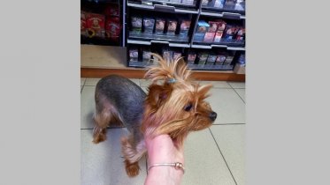 Фото: Продавец выкупила породистую собаку у сомнительной покупательницы