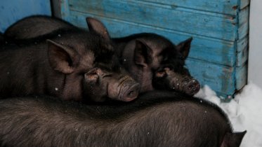 Фото: Жительница Череповца на участке под строительство дома развела коров и лошадей