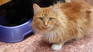 Фото: В Череповце бездомных кошек и собак отловят отдельно