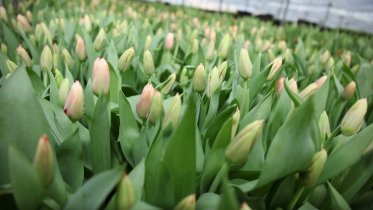 Фото: Тепличный комплекс «Тоншаловский» вырастил полмиллиона тюльпанов