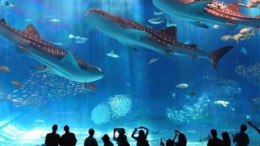 Фото: Череповец получит деньги на гигантский аквариум