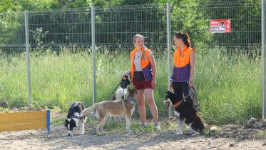 Фото: Собачья площадка появится в Зашекснинском районе