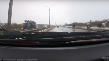Фото: На трассе в Череповецком районе замечен табун лошадей