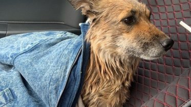 Фото: Домашняя собака провалилась в канализационный люк в Череповце