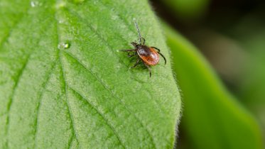 Фото: Порядка 40 тысяч череповчан привьют от клещевого энцефалита