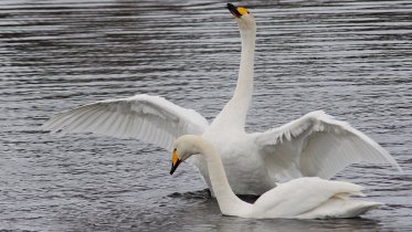 Фото: Лебеди вернулись с зимовки в Череповецкий район