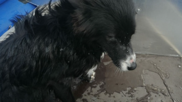 Фото: В Череповецком речном порту спасали тонущую в ледяной воде собаку