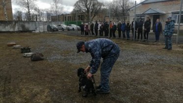 Фото: Череповецким школьникам показали работу кинологов
