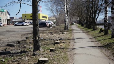 Фото: На проспекте Победы у железнодорожного моста привели в порядок деревья