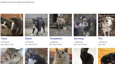 Фото: 10 животных из череповецких приютов нашли дом