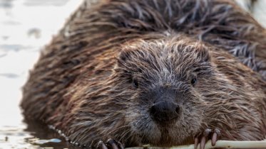 Фото: Охотничьего билета лишат череповчанина за убийство бобра