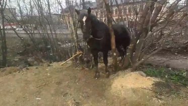 Фото: В Череповце лошадь сбила человека