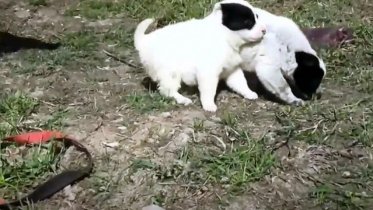 Фото: В Череповецком районе собаку со щенятами бросили прикованной посреди поля