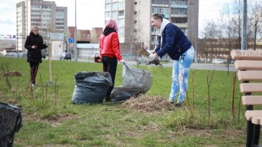 Фото: Рябиновая аллея появится на Архангельской