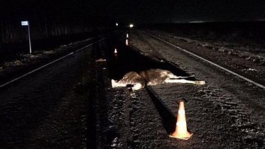 Фото: Череповчан предупредили о росте количества животных на дорогах